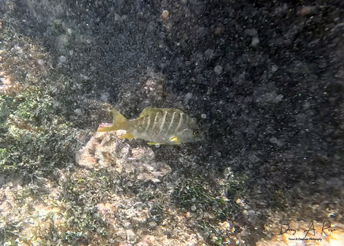 Lutjanus apodus
