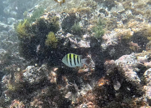 Abudefduf saxatilis