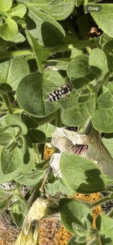 Unknown species found near W Center St, Willard, UT, US