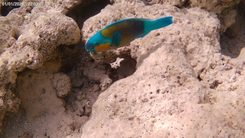 Chlorurus sordidus