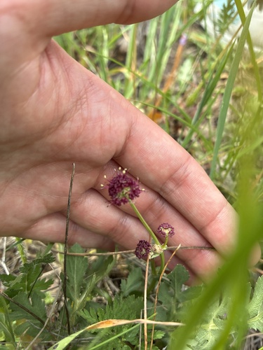 iNaturalist observation photo of Purple Sanicle