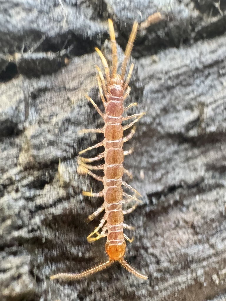 Lithobiidae from Oil City, PA 16301, USA on March 21, 2026 at 02:08 PM ...