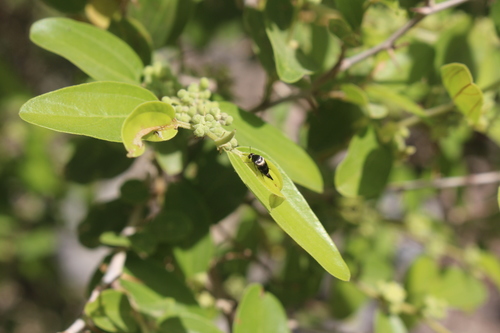 Genus Paratomoxioda · iNaturalist