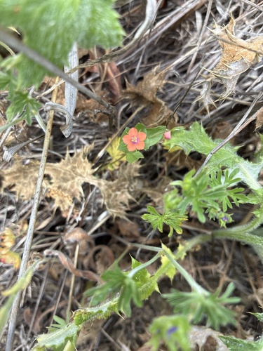 iNaturalist observation photo of scarlet pimpernel