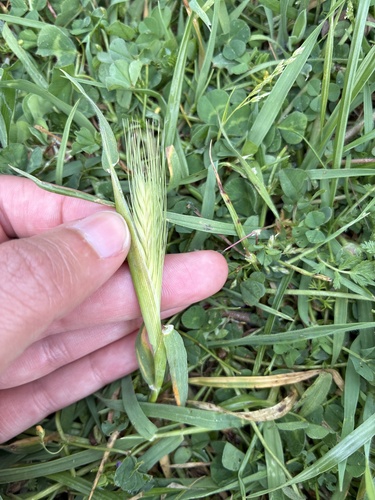 iNaturalist observation photo of wall barley