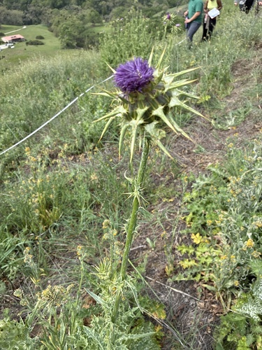 iNaturalist observation photo of milk thistle