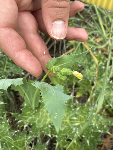 iNaturalist observation photo of sow thistles