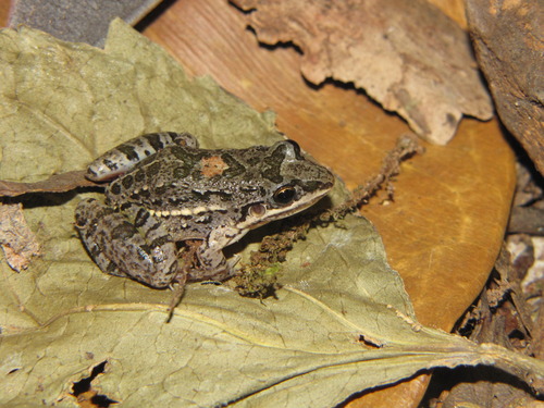 Leptodactylus latinasus · iNaturalist.org