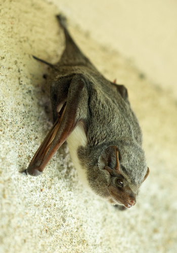 Mauritian Tomb Bat