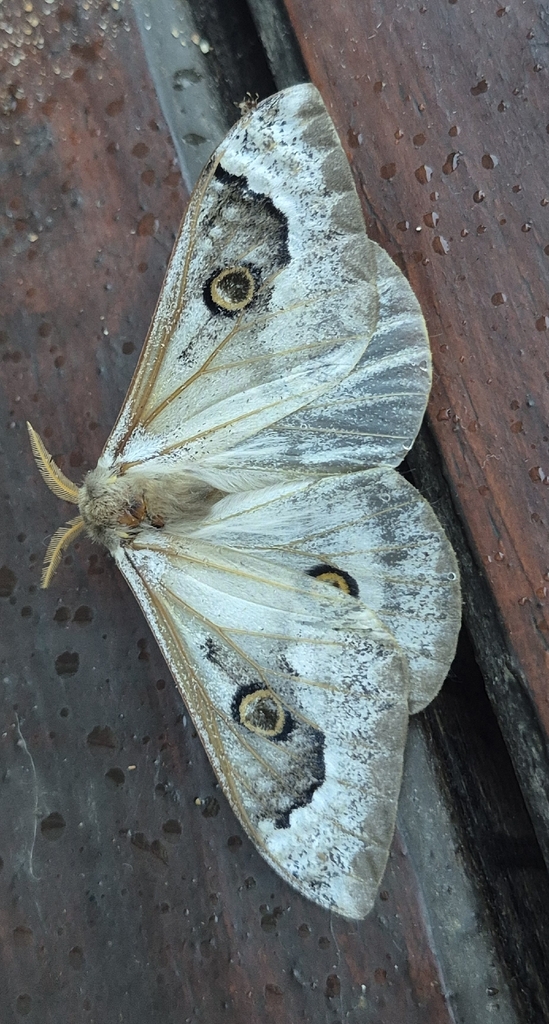 Cavorting Emperor from Maruleng, South Africa on March 20, 2026 at 06: ...