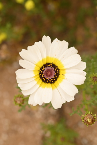 tricolor daisy (Glebionis carinatum)