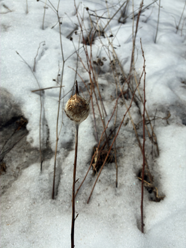 Unknown species found near Knowlton Circle Pkwy, Duluth, MN, US