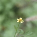 Yellow-flowered Blackjack - Photo (c) Yanghoon Cho, all rights reserved, uploaded by Yanghoon Cho
