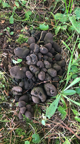 dead man's fingers