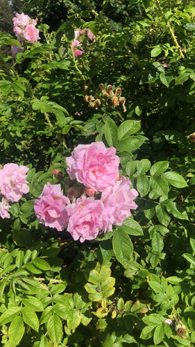 rugosa rose