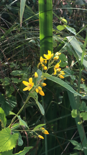 Yellow Loosestrife
