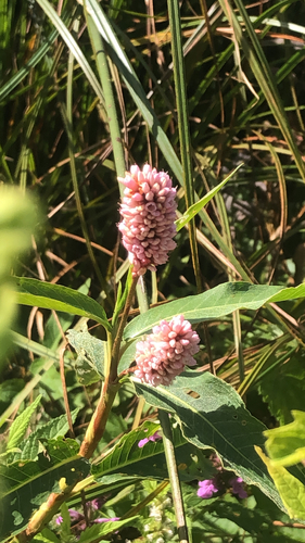 water smartweed
