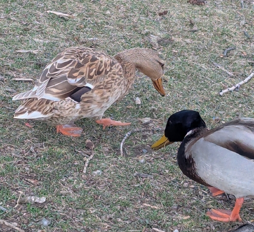 iNaturalist observation 2026-03-18