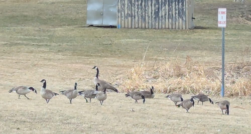 iNaturalist observation 2026-03-18