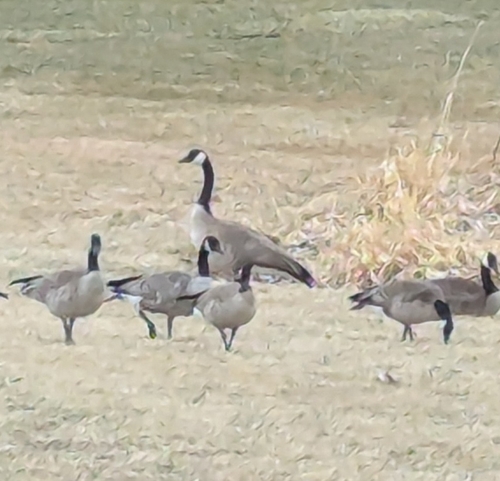 iNaturalist observation 2026-03-18