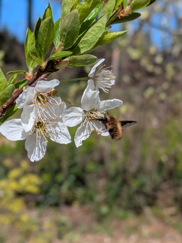 Unknown species found near Beavercreek, OR, USA