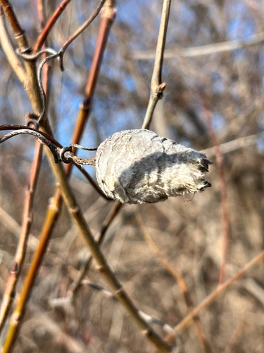 Unknown species found near Bass Ponds Trail, Bloomington, MN, US