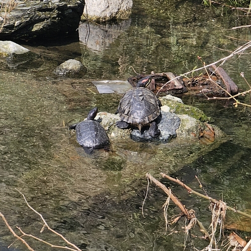 Trachemys scripta