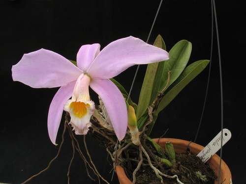 Jongheana Cattleya