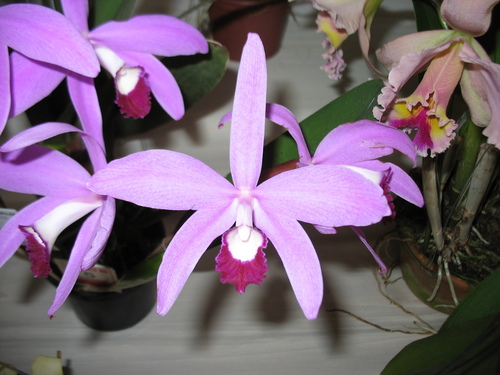 Perrinii Cattleya