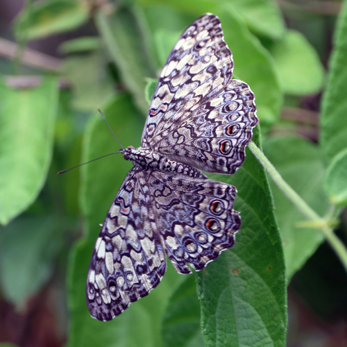 Gray Cracker