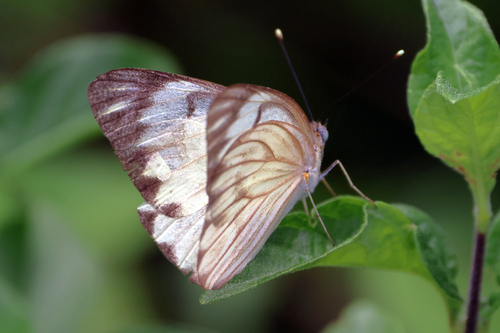 Great Southern White