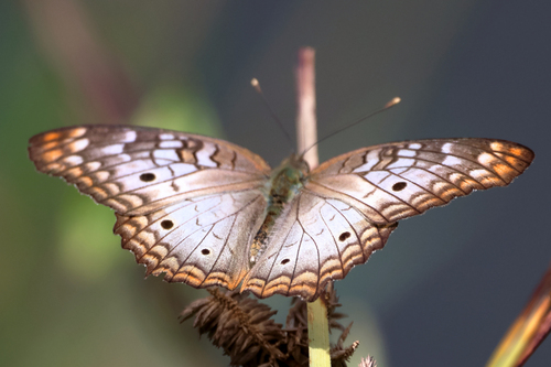 White Peacock