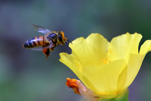 Western Honey Bee