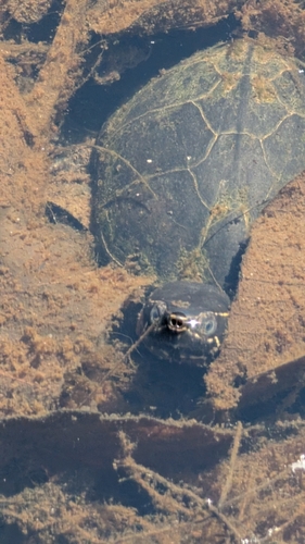Sternotherus odoratus