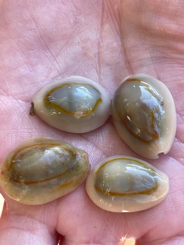 Monetaria annulus