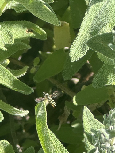 Unknown species found near Vineyard Rd, Novato, CA, US