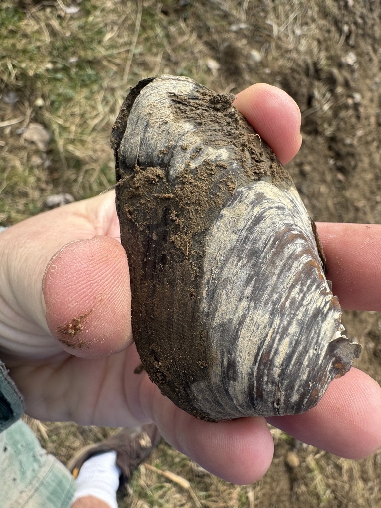 Clubshell Pearly Mussel in March 2026 by brandonh1 · iNaturalist