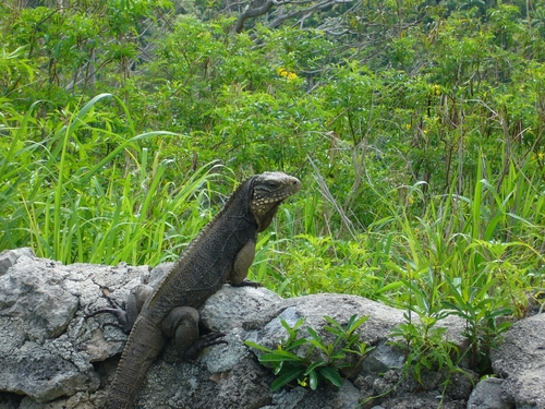 Cuban Ground Iguana