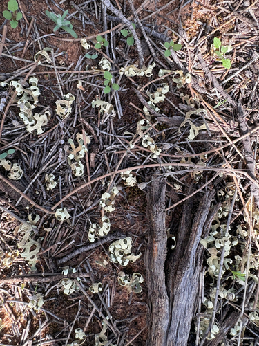 Resurrection Lichen