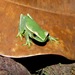 Gunther's Brazilian Tree Frog - Photo (c) filipe-prs, all rights reserved