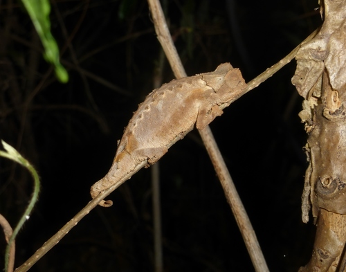 Spiny Leaf Chameleon