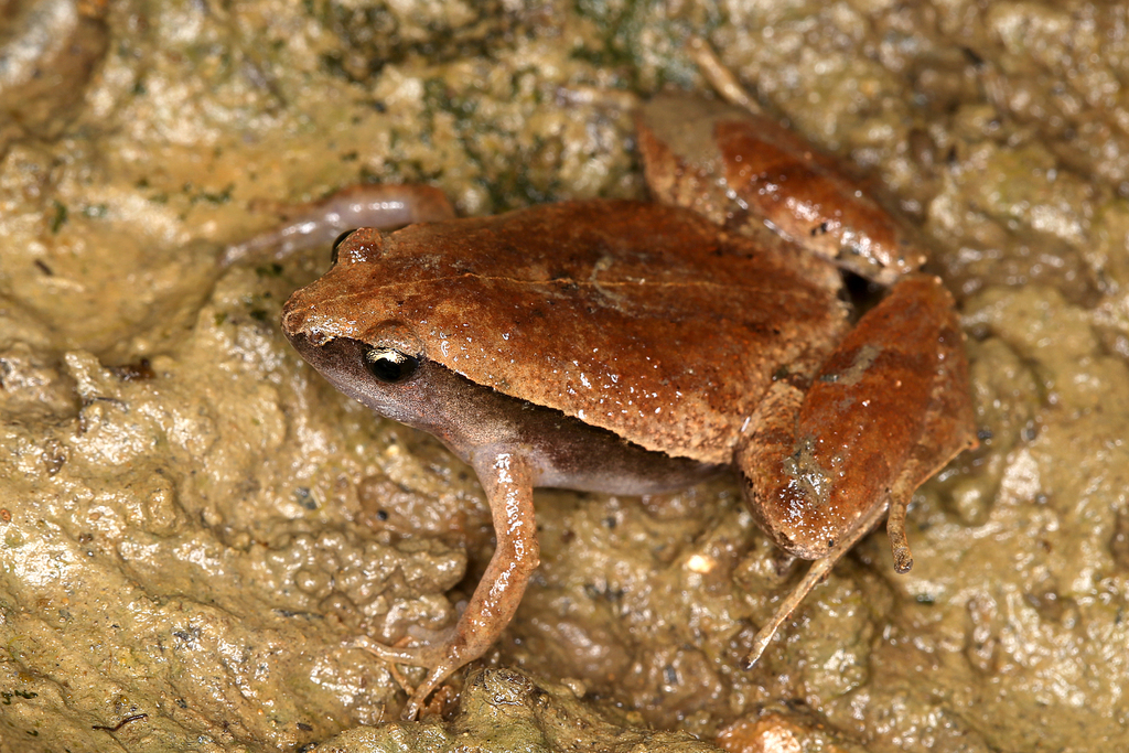 Dark-sided Chorus Frog (Microhyla heymonsi)