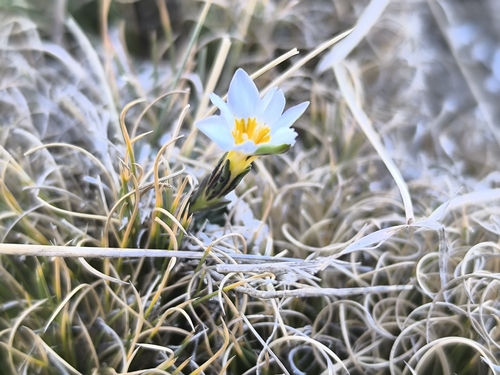 Gentiana sedifolia
