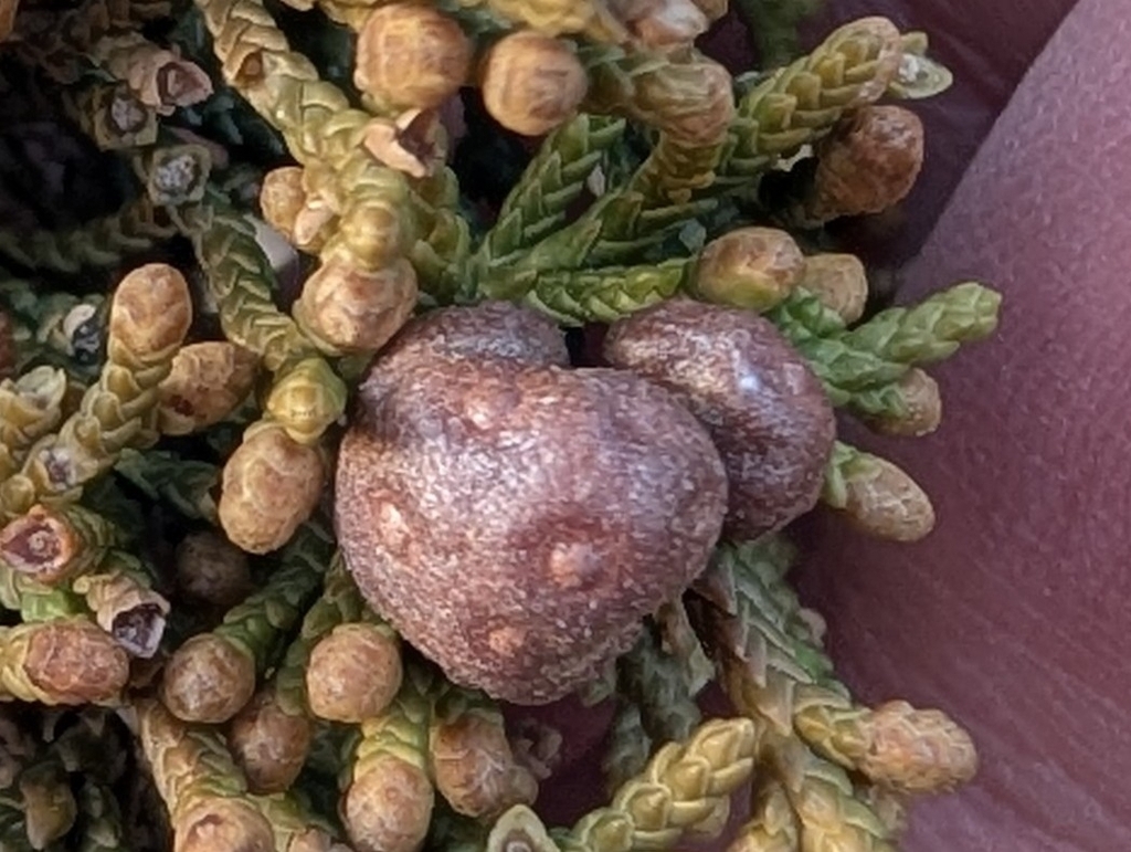 Niche Apple Rust Cedar-apple rust from Rockport, MA 01966, USA on March 21, 2026 at 06: ...