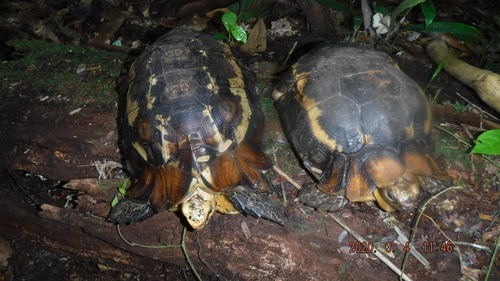 Eroded Hingeback Tortoise
