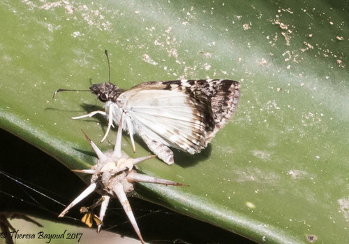 White-patched Skipper