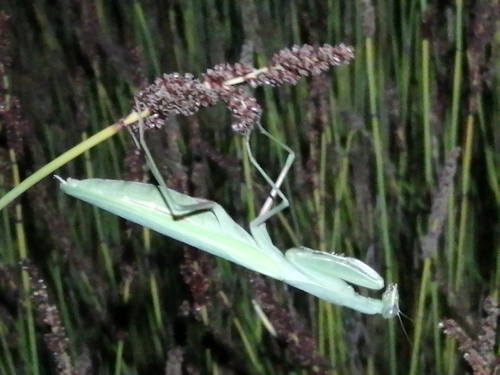 Paramantis sacra · iNaturalist