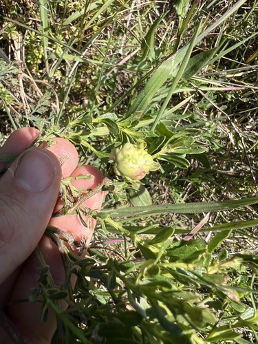 Unknown species found near Point Reyes National Seashore, Inverness, CA, US
