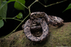 Cloudy Snail-eating Snake - Photo (c) Kevin Venegas Barrantes, all rights reserved, uploaded by Kevin Venegas Barrantes