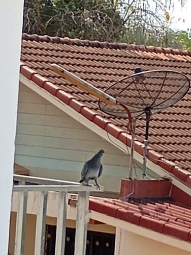 Feral Pigeon